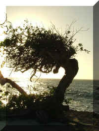 030_Baum.jpg (39753 Byte)