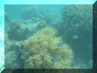 117_Schnorcheln.jpg (21606 Byte)