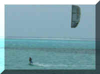 077_Kite_Flavia.jpg (26492 Byte)