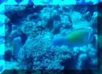 051_Tauchen.jpg (27966 Byte)