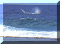 064_Wal.jpg (25003 Byte)