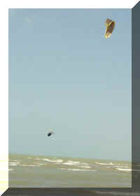 035_Kite_Urs_Sprung.jpg (16886 Byte)